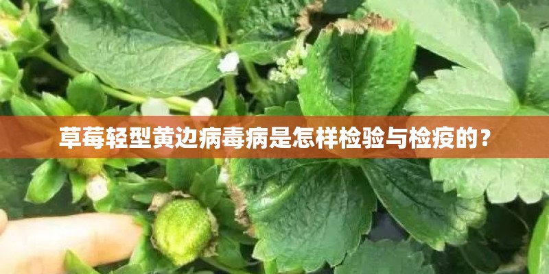 草莓轻型黄边病毒病是怎样检验与检疫的？
