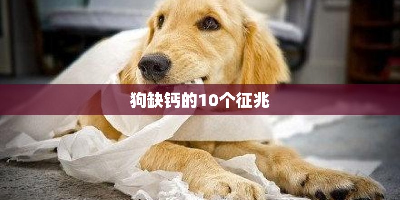 狗缺钙的10个征兆
