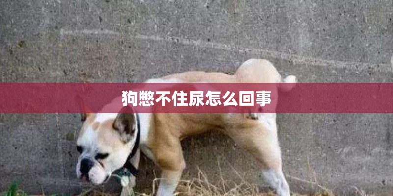 狗憋不住尿怎么回事