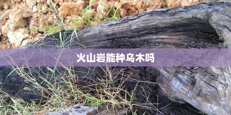 火山岩能种乌木吗