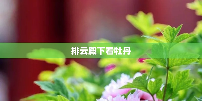 排云殿下看牡丹