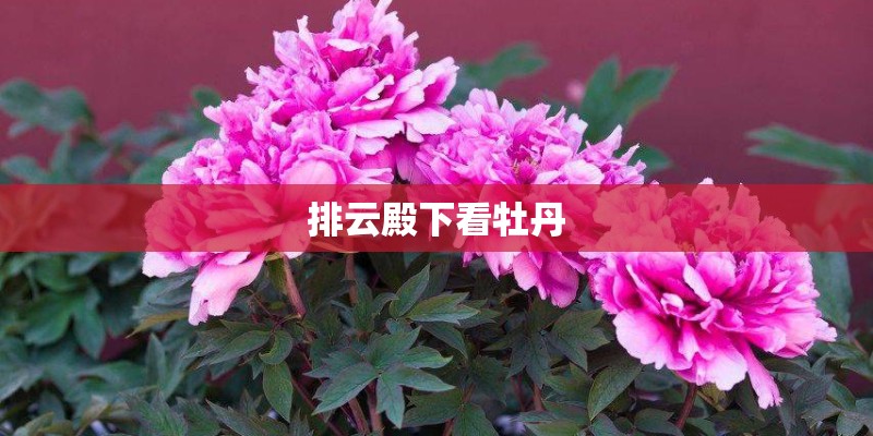 排云殿下看牡丹