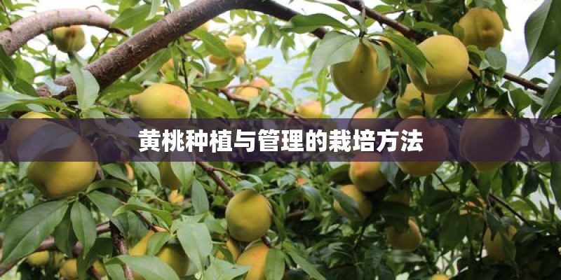 黄桃种植与管理的栽培方法