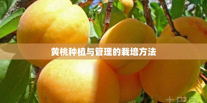 黄桃种植与管理的栽培方法
