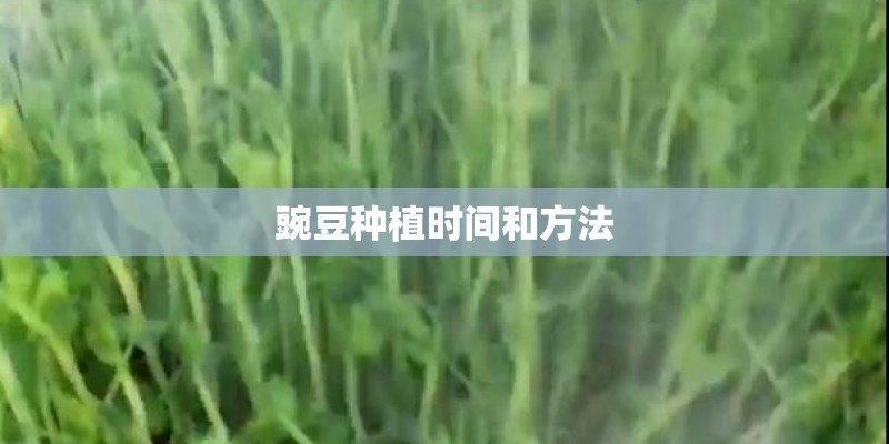 豌豆种植时间和方法