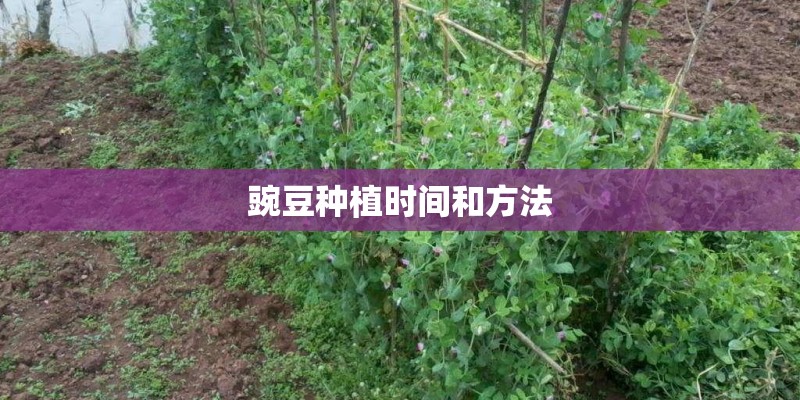 豌豆种植时间和方法