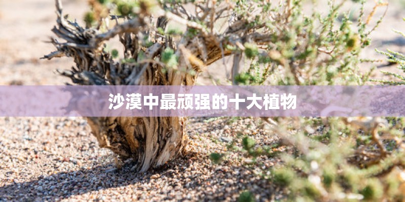 沙漠中最顽强的十大植物