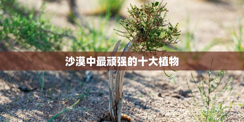 沙漠中最顽强的十大植物