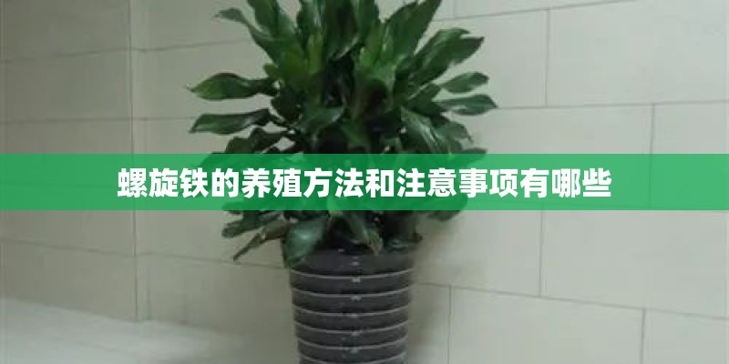 螺旋铁的养殖方法和注意事项有哪些