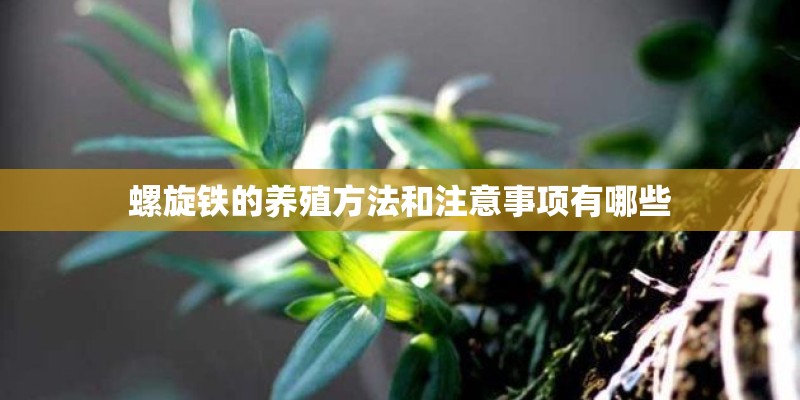 螺旋铁的养殖方法和注意事项有哪些