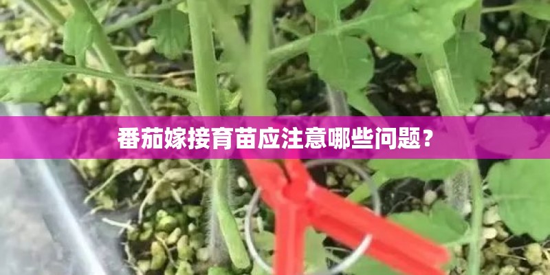 番茄嫁接育苗应注意哪些问题？