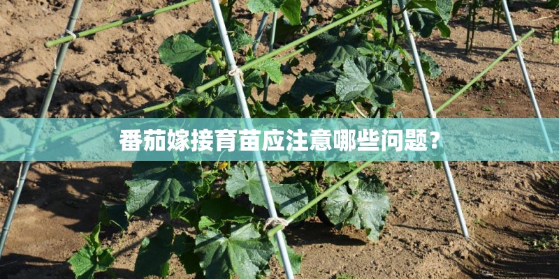 番茄嫁接育苗应注意哪些问题？