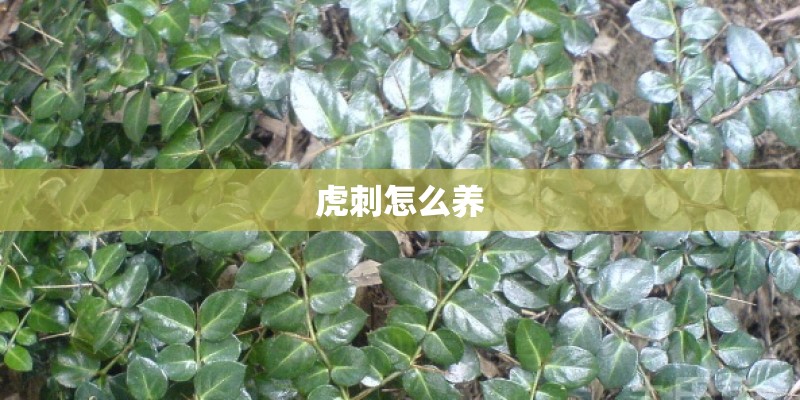 虎刺怎么养 虎刺怎么养
