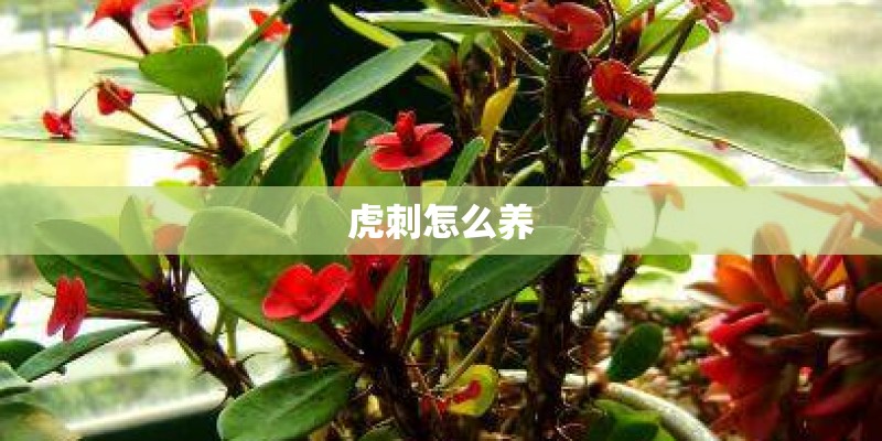 虎刺怎么养 虎刺怎么养