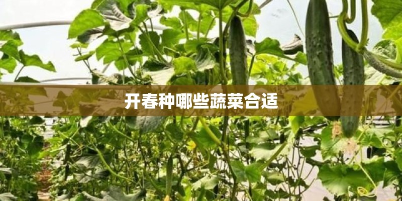 开春种哪些蔬菜合适