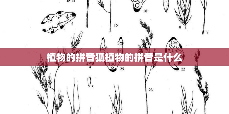 植物的拼音狐植物的拼音是什么