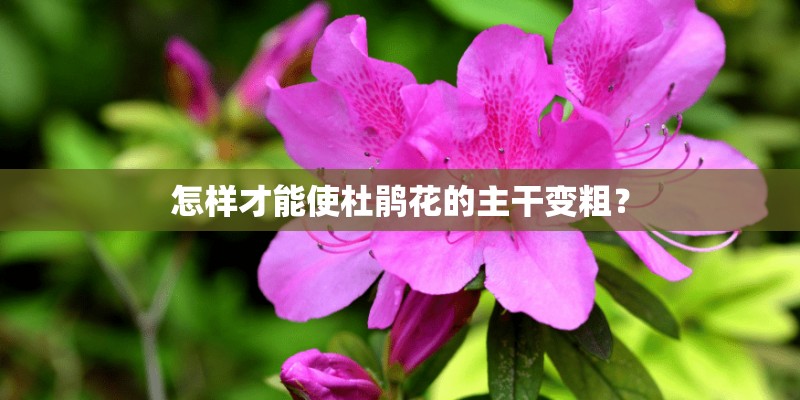 怎样才能使杜鹃花的主干变粗？