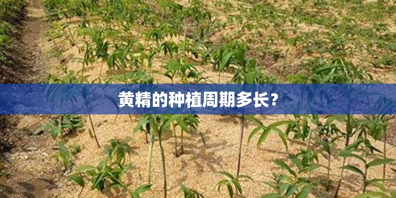 黄精的种植周期多长？