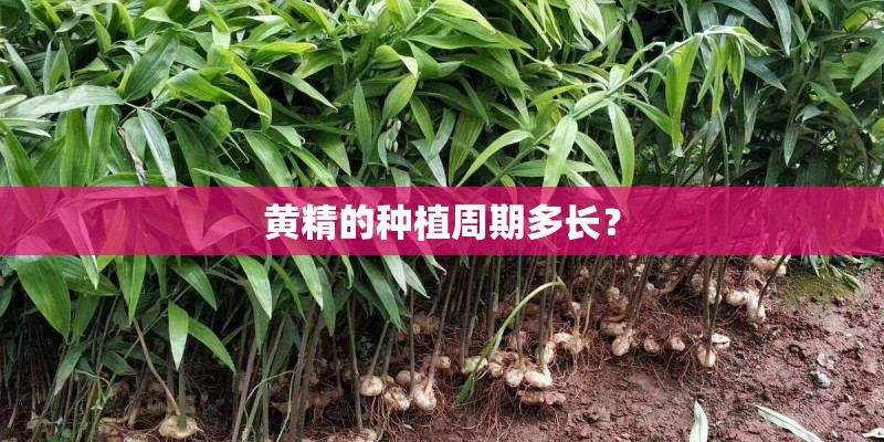 黄精的种植周期多长？