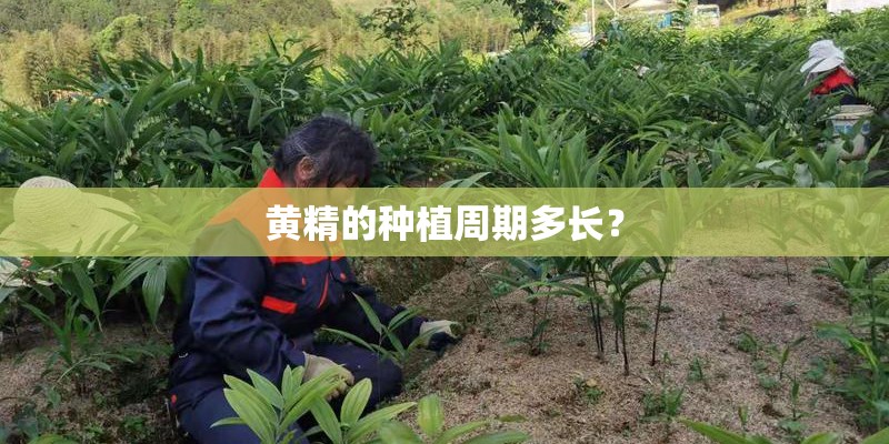 黄精的种植周期多长？