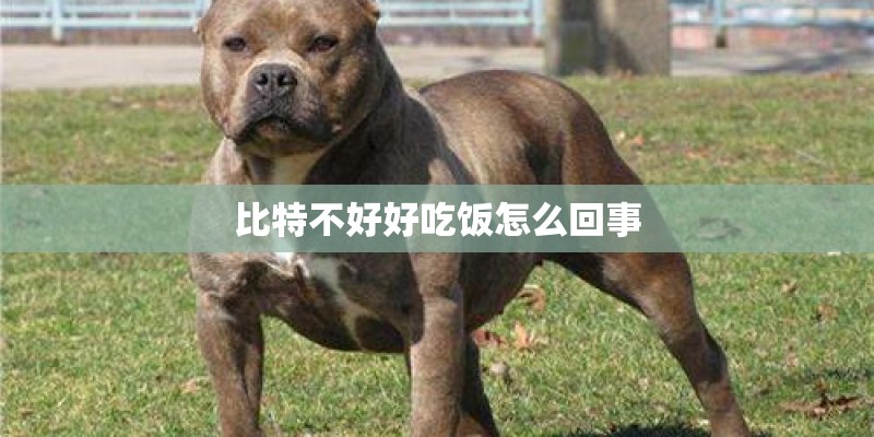 比特不好好吃饭怎么回事