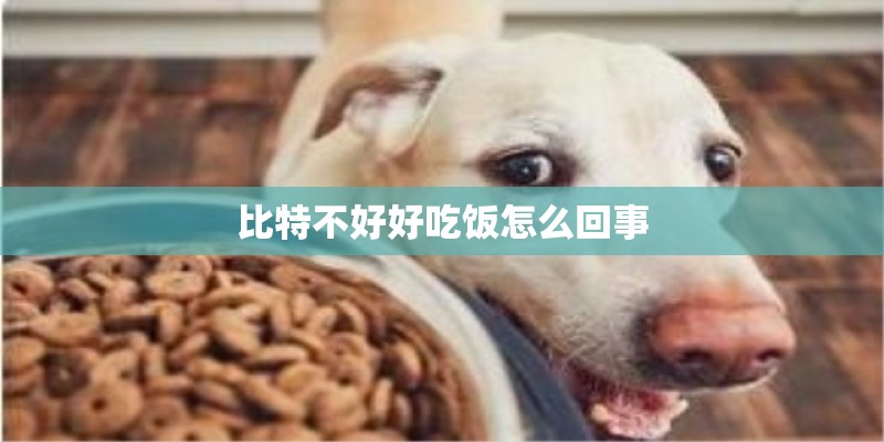 比特不好好吃饭怎么回事