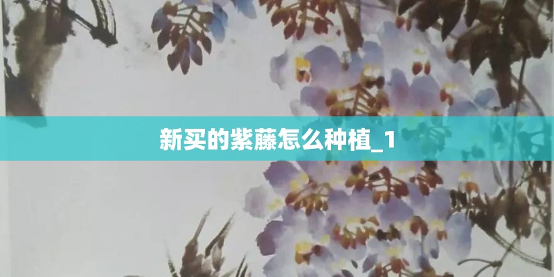 新买的紫藤怎么种植_1