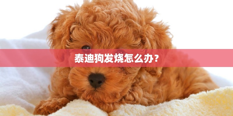 泰迪狗发烧怎么办？