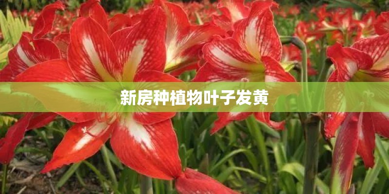 新房种植物叶子发黄