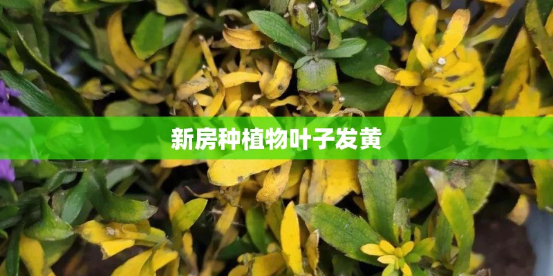 新房种植物叶子发黄