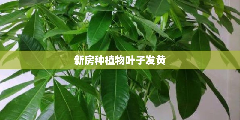 新房种植物叶子发黄