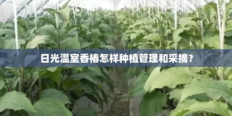 日光温室香椿怎样种植管理和采摘？