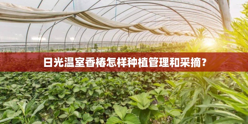 日光温室香椿怎样种植管理和采摘？
