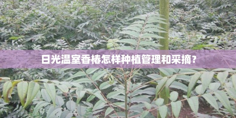日光温室香椿怎样种植管理和采摘？