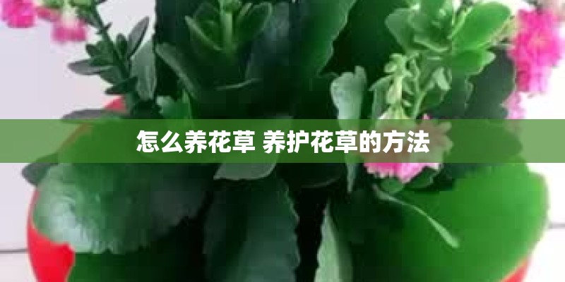 怎么养花草 养护花草的方法
