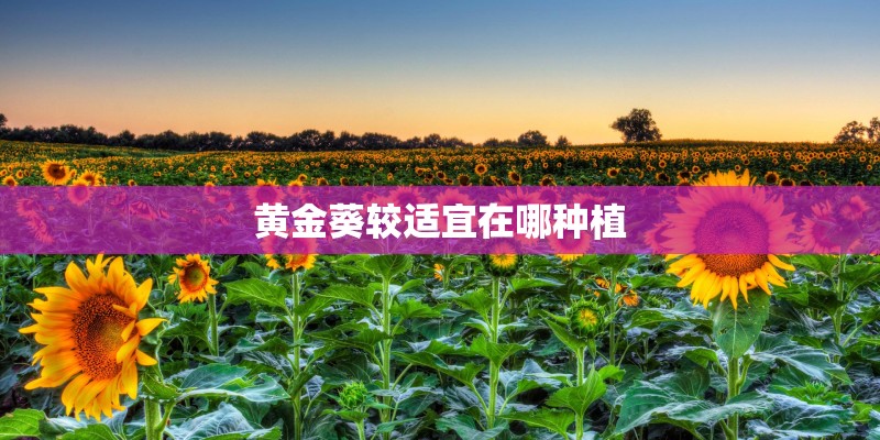 黄金葵较适宜在哪种植
