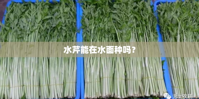 水芹能在水面种吗？