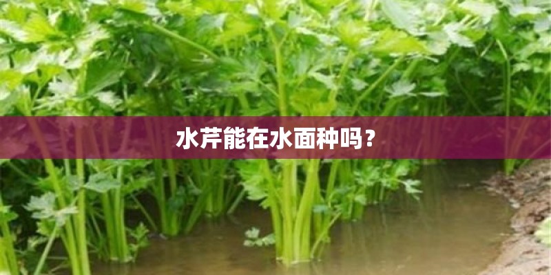 水芹能在水面种吗？