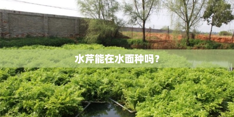 水芹能在水面种吗？