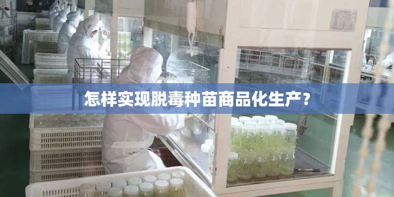 怎样实现脱毒种苗商品化生产？