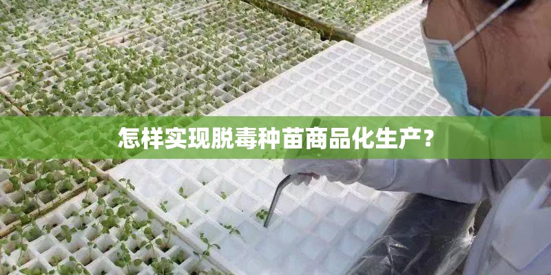 怎样实现脱毒种苗商品化生产？