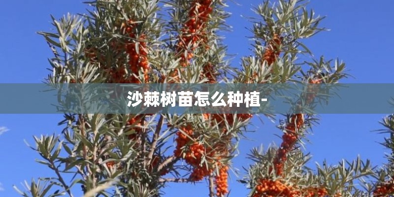 沙棘树苗怎么种植-