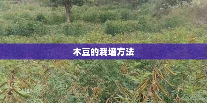 木豆的栽培方法
