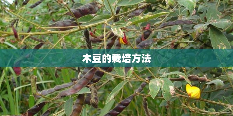 木豆的栽培方法