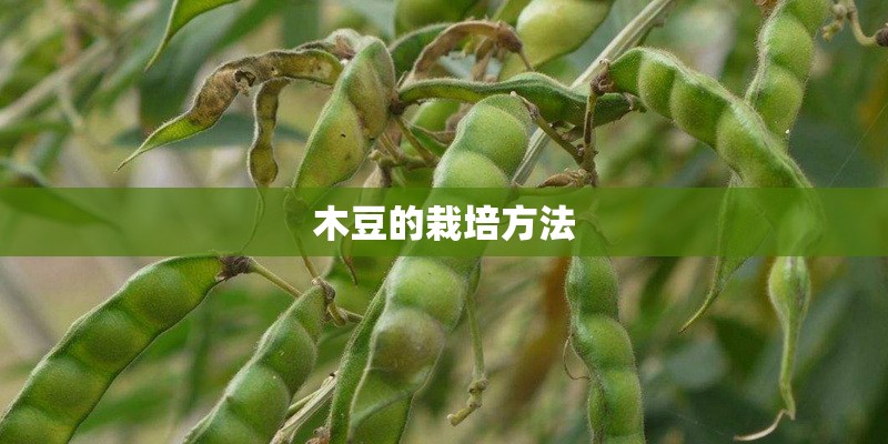 木豆的栽培方法