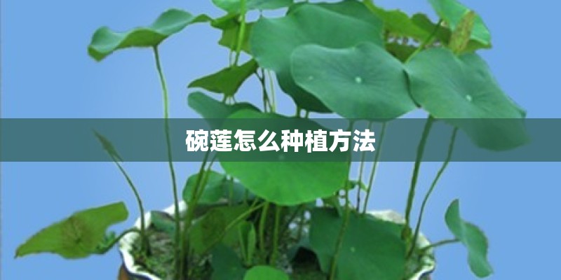 碗莲怎么种植方法