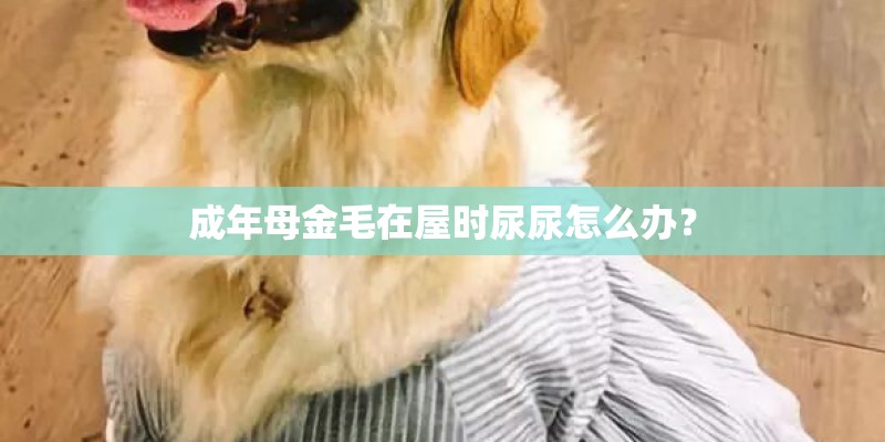 成年母金毛在屋时尿尿怎么办？