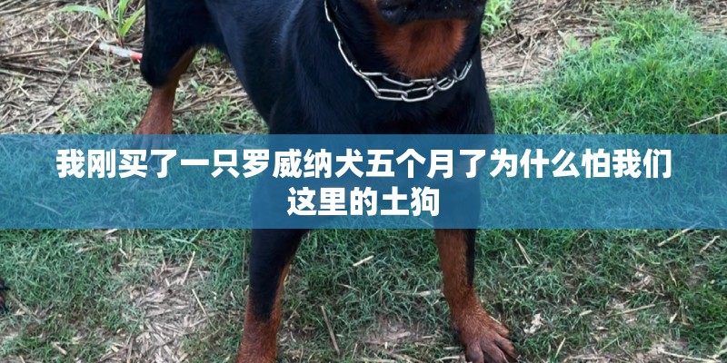 我刚买了一只罗威纳犬五个月了为什么怕我们这里的土狗