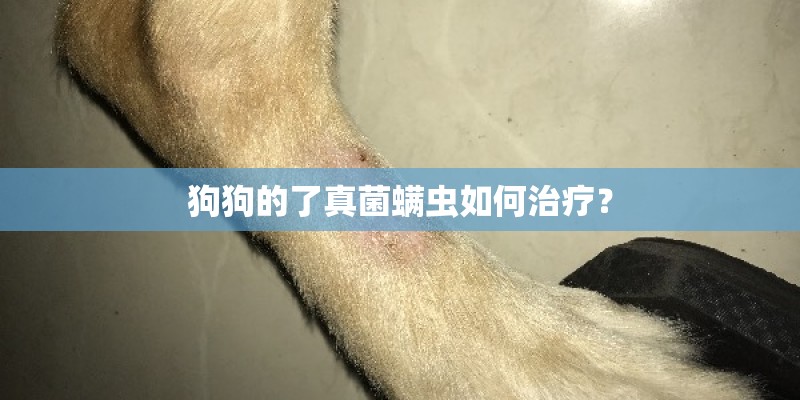狗狗的了真菌螨虫如何治疗？