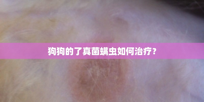 狗狗的了真菌螨虫如何治疗？